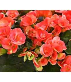 Elatior-Begonie - Begonia Elatior, Busch, Verschiedene Sorten 18 Elatior-Begonie - Begonia Elatior, Busch, Verschiedene Sorten -Deutschland Genussgarten Verkaufs-Shop 8593600 WE DE 001 BegonieBegoniaElatiorKuebelT23DehnerExpressHerzig