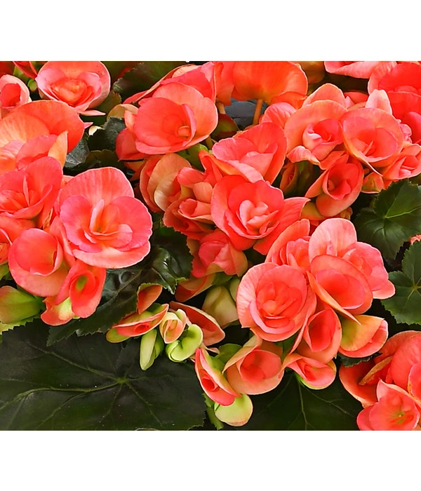 Elatior-Begonie - Begonia Elatior, Busch, Verschiedene Sorten 8 Elatior-Begonie - Begonia Elatior, Busch, Verschiedene Sorten – Bild 8