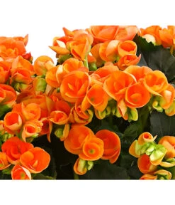 Elatior-Begonie - Begonia Elatior, Busch, Verschiedene Sorten 19 Elatior-Begonie - Begonia Elatior, Busch, Verschiedene Sorten -Deutschland Genussgarten Verkaufs-Shop 8593600 WE DE 002 BegonieBegoniaElatiorKuebelT23DehnerExpressHerzig