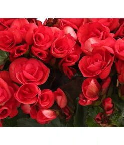 Elatior-Begonie - Begonia Elatior, Busch, Verschiedene Sorten 20 Elatior-Begonie - Begonia Elatior, Busch, Verschiedene Sorten -Deutschland Genussgarten Verkaufs-Shop 8593600 WE DE 003 BegonieBegoniaElatiorKuebelT23DehnerExpressHerzig