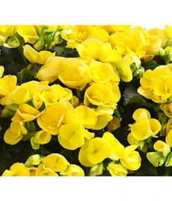 Elatior-Begonie - Begonia Elatior, Busch, Verschiedene Sorten 21 Elatior-Begonie - Begonia Elatior, Busch, Verschiedene Sorten -Deutschland Genussgarten Verkaufs-Shop 8593600 WE DE 004 BegonieBegoniaElatiorKuebelT23DehnerExpressHerzig