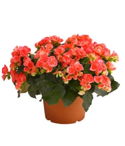 Elatior-Begonie - Begonia Elatior, Busch, Verschiedene Sorten 12 Elatior-Begonie - Begonia Elatior, Busch, Verschiedene Sorten -Deutschland Genussgarten Verkaufs-Shop 8593600 WE FS 001 BegonieBegoniaElatiorKuebelT23DehnerExpressHerzig1