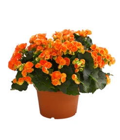 Elatior-Begonie - Begonia Elatior, Busch, Verschiedene Sorten 13 Elatior-Begonie - Begonia Elatior, Busch, Verschiedene Sorten -Deutschland Genussgarten Verkaufs-Shop 8593600 WE FS 002 BegonieBegoniaElatiorKuebelT23DehnerExpressHerzig1