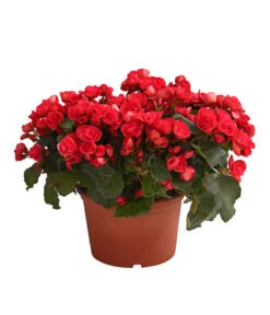 Elatior-Begonie - Begonia Elatior, Busch, Verschiedene Sorten 14 Elatior-Begonie - Begonia Elatior, Busch, Verschiedene Sorten -Deutschland Genussgarten Verkaufs-Shop 8593600 WE FS 003 BegonieBegoniaElatiorKuebelT23DehnerExpressHerzig1