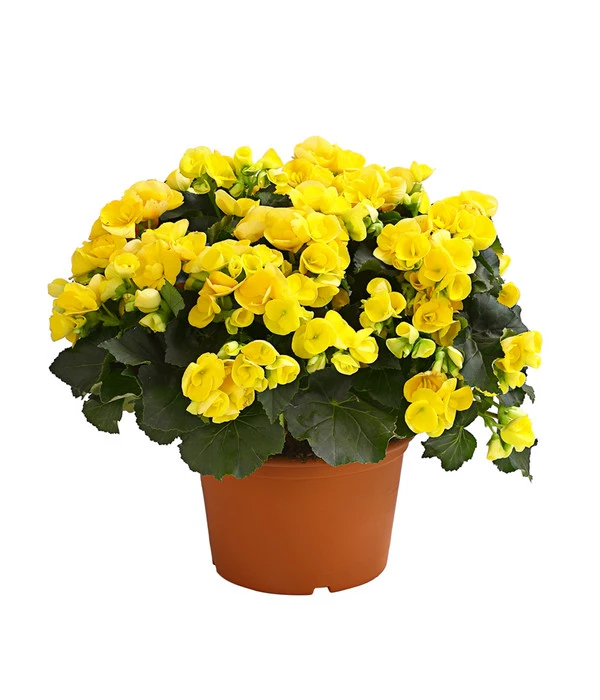 Elatior-Begonie - Begonia Elatior, Busch, Verschiedene Sorten 5 Elatior-Begonie - Begonia Elatior, Busch, Verschiedene Sorten – Bild 5