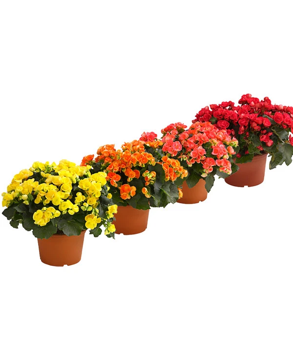 Elatior-Begonie - Begonia Elatior, Busch, Verschiedene Sorten 1 Elatior-Begonie - Begonia Elatior, Busch, Verschiedene Sorten