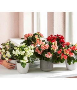 Elatior-Begonie - Begonia Elatior, Busch, Verschiedene Sorten 16 Elatior-Begonie - Begonia Elatior, Busch, Verschiedene Sorten -Deutschland Genussgarten Verkaufs-Shop 8593600 WE MO 001 Gartenbegonie Content 2021