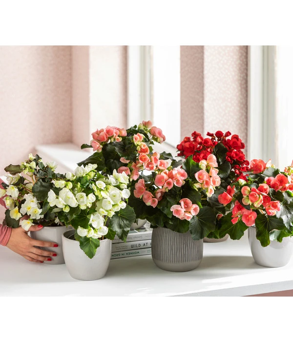 Elatior-Begonie - Begonia Elatior, Busch, Verschiedene Sorten 6 Elatior-Begonie - Begonia Elatior, Busch, Verschiedene Sorten – Bild 6