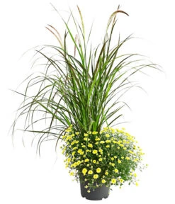 Deutschland Genussgarten Verkaufs-Shop 32 Herbst-Chrysantheme Mit Ziergras