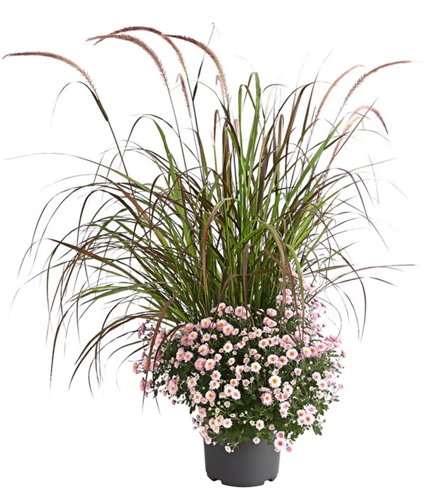 Herbst-Chrysantheme Mit Ziergras 2 Herbst-Chrysantheme Mit Ziergras – Bild 2