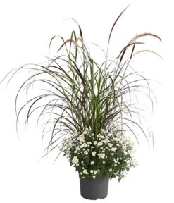 Herbst-Chrysantheme Mit Ziergras 10 Herbst-Chrysantheme Mit Ziergras -Deutschland Genussgarten Verkaufs-Shop 8594269 PR FS 003 ChrysanthemumMultifloraMitPennisetumRubrumT25OWDehnerExpressHerzig