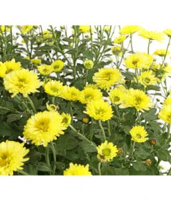 Herbst-Chrysantheme Mit Ziergras 11 Herbst-Chrysantheme Mit Ziergras -Deutschland Genussgarten Verkaufs-Shop 8594269 WE DE 001 ChrysanthemumMultifloraMitPennisetumRubrum25DehnerExpressHerzig