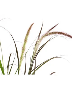 Herbst-Chrysantheme Mit Ziergras 14 Herbst-Chrysantheme Mit Ziergras -Deutschland Genussgarten Verkaufs-Shop 8594269 WE DE 004 ChrysanthemumMultifloraMitPennisetumRubrum25DehnerExpressHerzig