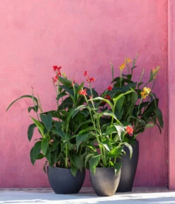 Indisches Blumenrohr, Verschiedene Sorten -Deutschland Genussgarten Verkaufs-Shop 8594798 WE MO 001 CannaIndicaMixT23