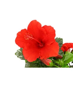 Zimmerhibiskus - Hibiscus Rosa-sinensis, Verschiedene Sorten -Deutschland Genussgarten Verkaufs-Shop 8595241 PR DE 001 HibiscusMixBuschT17DehnerExpressHerzig