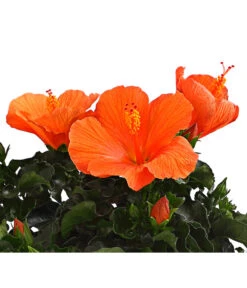 Zimmerhibiskus - Hibiscus Rosa-sinensis, Verschiedene Sorten -Deutschland Genussgarten Verkaufs-Shop 8595241 WE DE 001 HibiskusHibiscusBuschT17DehnerExpressHerzig