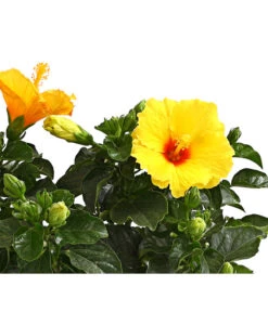 Zimmerhibiskus - Hibiscus Rosa-sinensis, Verschiedene Sorten -Deutschland Genussgarten Verkaufs-Shop 8595241 WE DE 002 HibiskusHibiscusBuschT17DehnerExpressHerzig