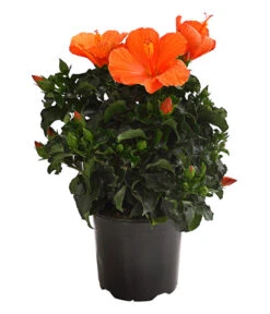 Zimmerhibiskus - Hibiscus Rosa-sinensis, Verschiedene Sorten -Deutschland Genussgarten Verkaufs-Shop 8595241 WE FS 001 HibiskusHibiscusBuschT17OWDehnerExpressHerzig