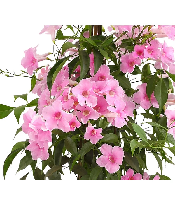 Laubenwein 2 Laubenwein – Bild 2