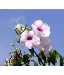 Laubenwein 9 Laubenwein -Deutschland Genussgarten Verkaufs-Shop 8600397 WE MO 001 PandoreajasminoidesPixabay