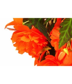Hängebegonie 'Belina®', Ampel -Deutschland Genussgarten Verkaufs-Shop 8602310 WE DE 001 HaengebegonieBelinaAmpelT27