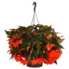 Hängebegonie 'Belina®', Ampel