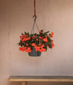 Hängebegonie 'Belina®', Ampel -Deutschland Genussgarten Verkaufs-Shop 8602310 WE MO 002 HaengebegonieBelinaAmpel