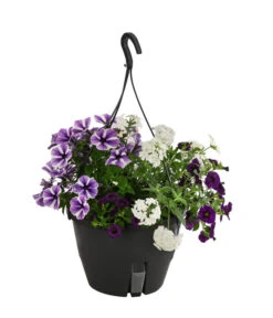 Blumenampel, Verschiedene Sorten -Deutschland Genussgarten Verkaufs-Shop 8602864 WE FS 003 KombiampelMixT27