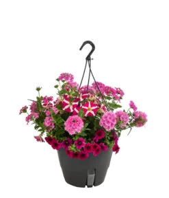 Blumenampel, Verschiedene Sorten -Deutschland Genussgarten Verkaufs-Shop 8602864 WE FS 004 KombiampelMixT27