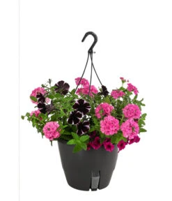 Blumenampel, Verschiedene Sorten -Deutschland Genussgarten Verkaufs-Shop 8602864 WE FS 005 KombiampelMixT27