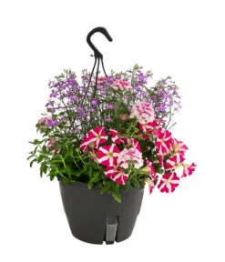 Blumenampel, Verschiedene Sorten -Deutschland Genussgarten Verkaufs-Shop 8602864 WE FS 006 KombiampelMixT27