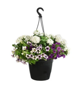 Blumenampel, Verschiedene Sorten -Deutschland Genussgarten Verkaufs-Shop 8602864 WE FS 007 KombiampelMixT27