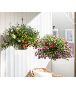 Blumenampel, Verschiedene Sorten -Deutschland Genussgarten Verkaufs-Shop 8602864 WE MO 002 KombiampelT27