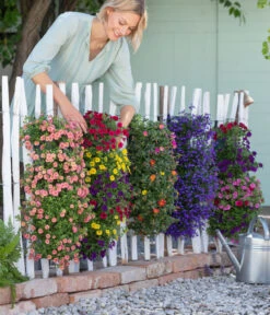Wandhänger Mit Portulakröschen, Verschiedene Sorten -Deutschland Genussgarten Verkaufs-Shop 8602989 8602997 WE MO 001 BegoniaWandhaenger