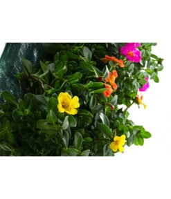 Wandhänger Mit Portulakröschen, Verschiedene Sorten -Deutschland Genussgarten Verkaufs-Shop 8602997 WE DE 001 WandhaengerPortulakroeschenBunt