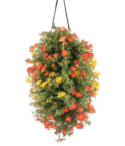 Wandhänger Mit Portulakröschen, Verschiedene Sorten