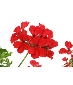 Geranie 'Caliente', Ampel -Deutschland Genussgarten Verkaufs-Shop 8604316 PR DE 001 GeranieCalienteAmpelDehnerExpressHerzig