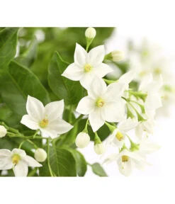Jasminblütiger Nachtschatten, Ampel -Deutschland Genussgarten Verkaufs-Shop 8606733 PR DE 001 SolanumJasminoidesAmpelNachtschattenT20DehnerExpressHerzig