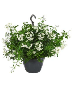 Deutschland Genussgarten Verkaufs-Shop 28 Jasminblütiger Nachtschatten, Ampel