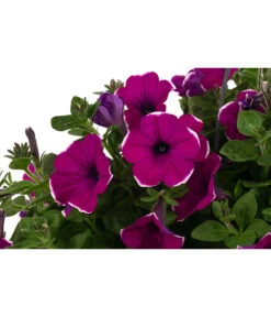 Hängepetunie 'Burgundy Picotee', Ampel 5 Hängepetunie 'Burgundy Picotee', Ampel -Deutschland Genussgarten Verkaufs-Shop 8606923 WE DE 001 HaengepetunieBurgundyPicoteeT27