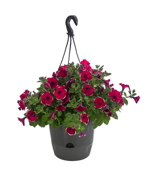Hängepetunie 'Burgundy Picotee', Ampel 1 Hängepetunie 'Burgundy Picotee', Ampel