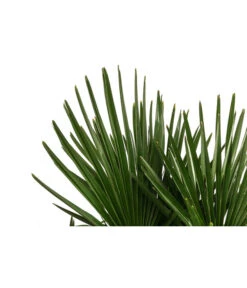 Hanfpalme, Multistamm -Deutschland Genussgarten Verkaufs-Shop 8607855 WE DE 001 HanfpalmeTrachycarpusFortuneiT36