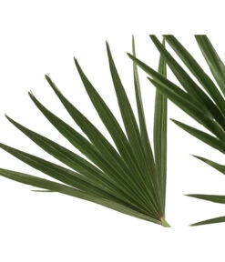 Zwergpalme 'Vulcano' 5 Zwergpalme 'Vulcano' -Deutschland Genussgarten Verkaufs-Shop 8607905 WE DE 002 ChamaeropsVulcanoT18