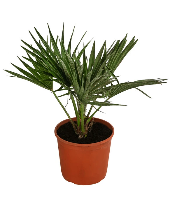 Zwergpalme 'Vulcano' 1 Zwergpalme 'Vulcano'