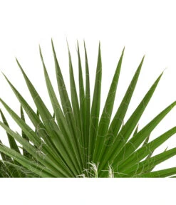 XXL Fächerpalme 5 XXL Fächerpalme -Deutschland Genussgarten Verkaufs-Shop 8608036 WE DE 004 WashingtoniaRobustaT30MexikanischeFaecherpalme