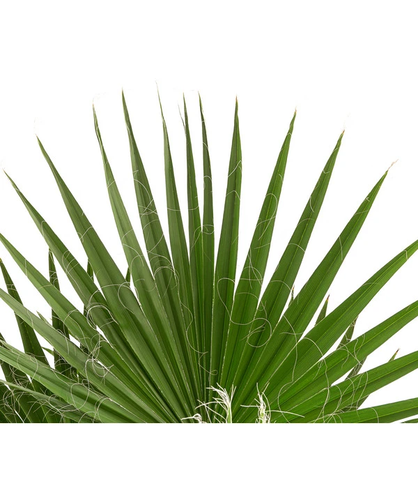 XXL Fächerpalme 3 XXL Fächerpalme – Bild 3