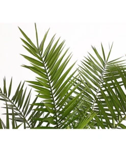 XXL Kanarische Dattelpalme, Ca. 140-160 Cm -Deutschland Genussgarten Verkaufs-Shop 8608721 PR DE 001 PhoenixCanariensisT28DehnerExpressHerzig