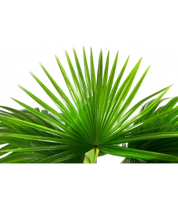 Chinesische Schirmpalme - Livistona Chinensis 2 Chinesische Schirmpalme - Livistona Chinensis – Bild 2