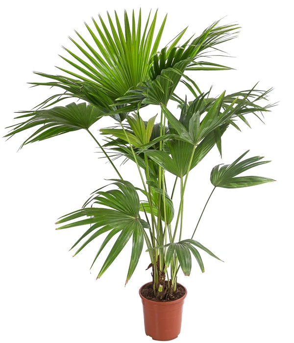 Chinesische Schirmpalme - Livistona Chinensis 1 Chinesische Schirmpalme - Livistona Chinensis