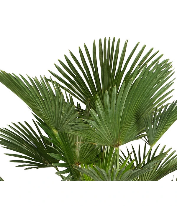 Wagners Hanfpalme 2 Wagners Hanfpalme – Bild 2